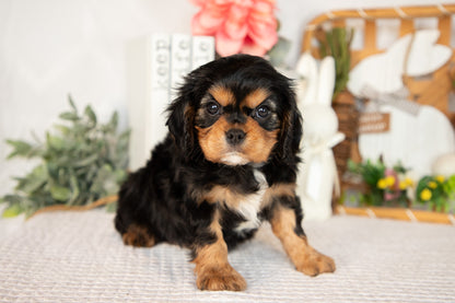 Cavalier King Charles Male (Harlan)