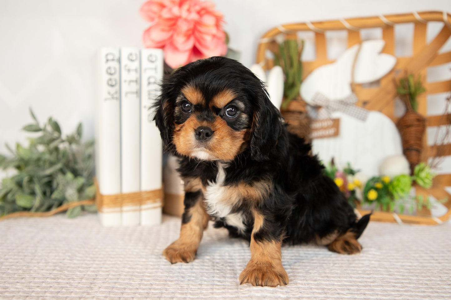 Cavalier King Charles Male (Harlan)