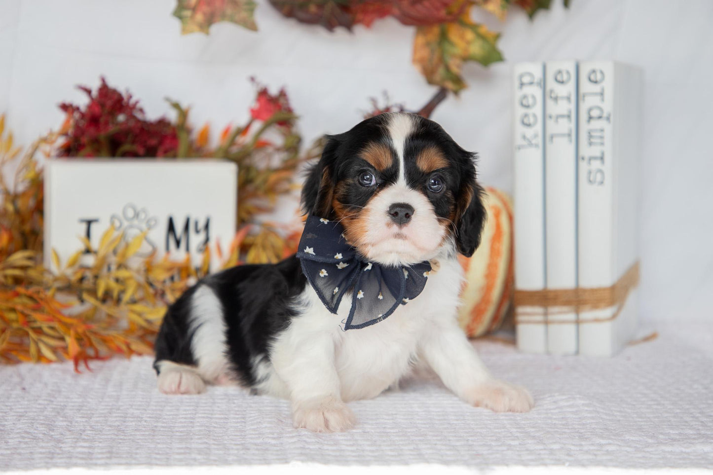 Cavalier King Charles Female (Farah)