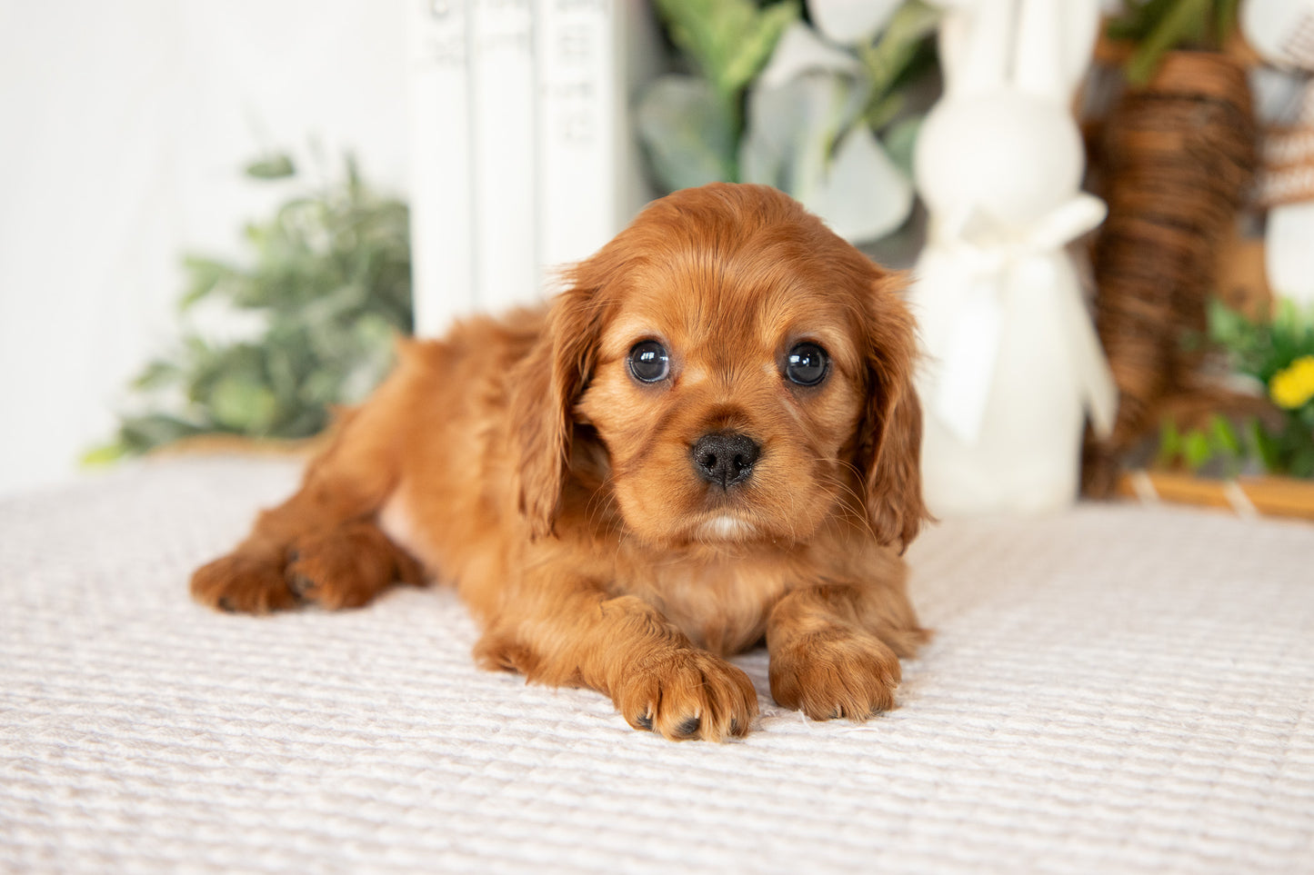Cavalier King Charles Female (Aurora)