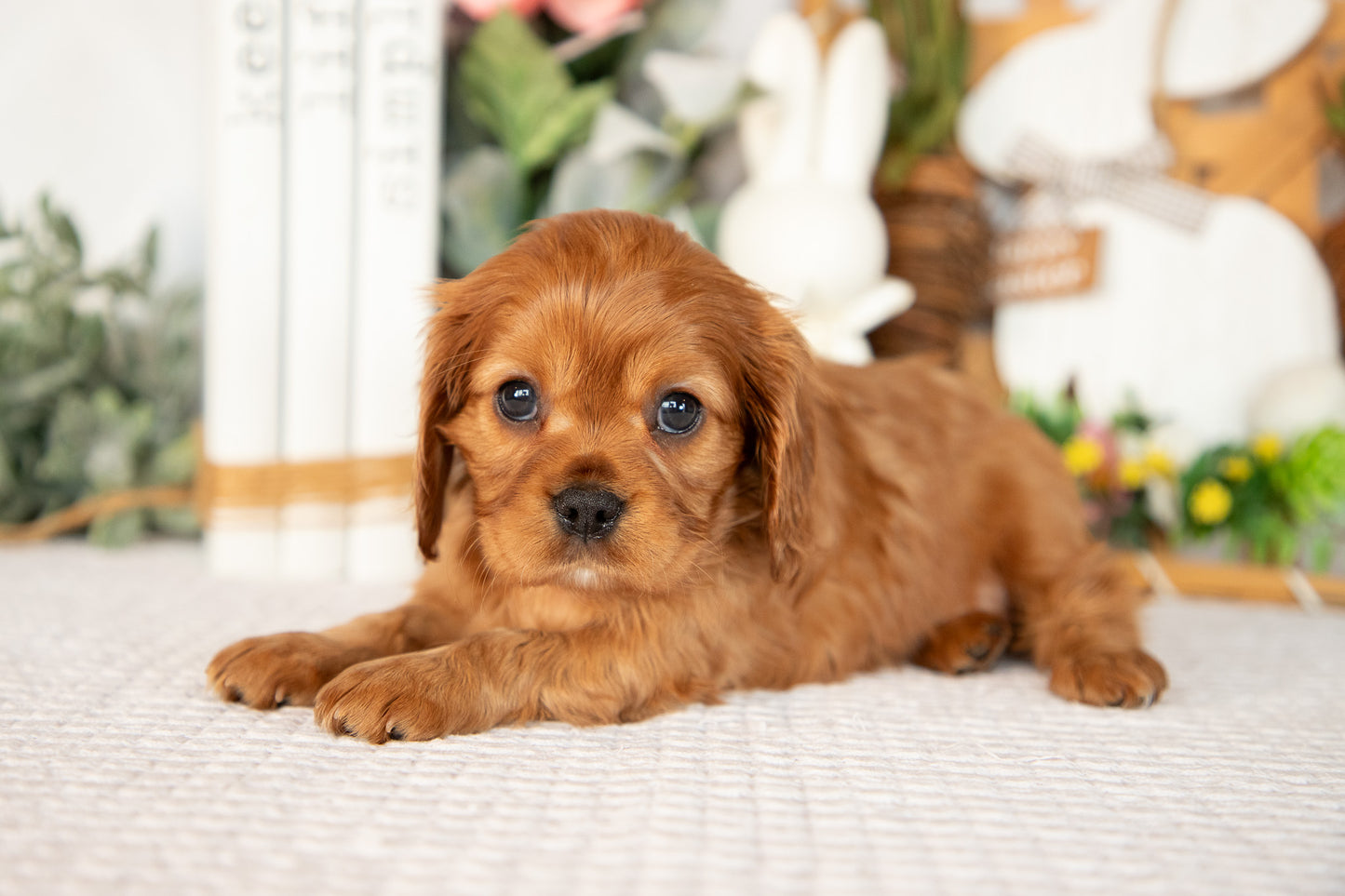 Cavalier King Charles Female (Aurora)