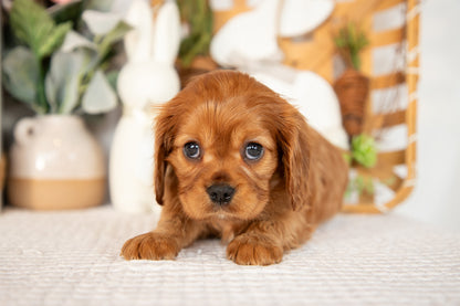 Cavalier King Charles Female (Aurora)