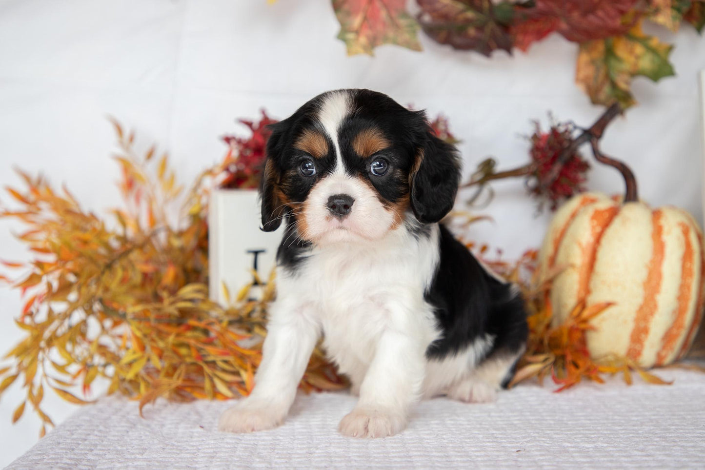 Cavalier King Charles Female (Farah)