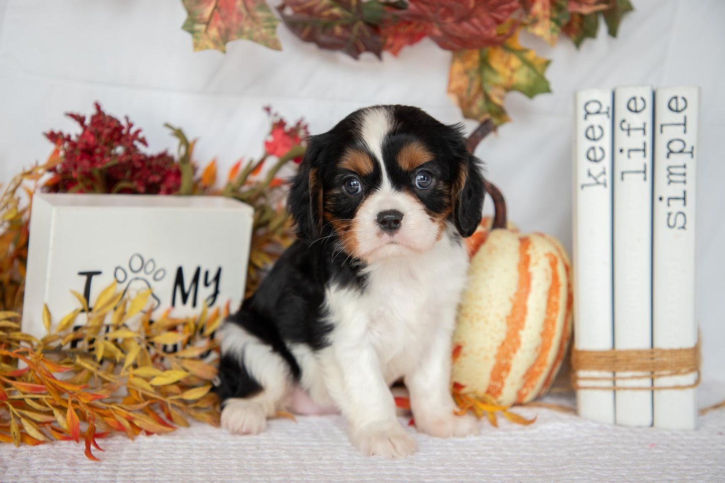 Cavalier King Charles Female (Farah)
