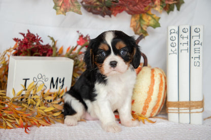 Cavalier King Charles Female (Farah)