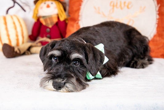 Maybell-Miniature Schnauzer Female