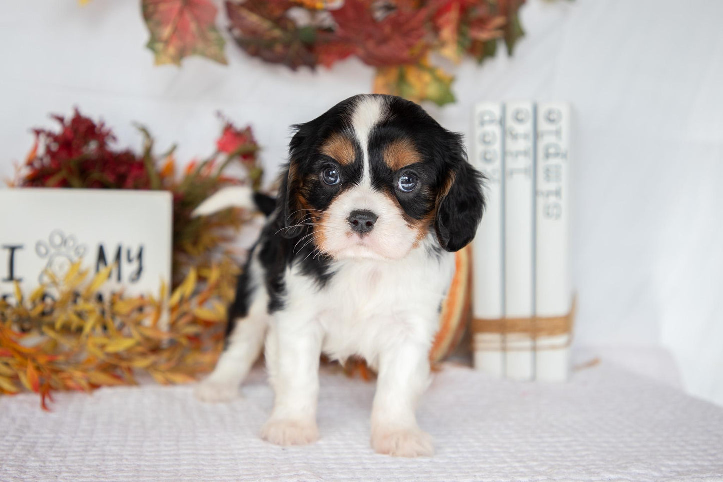 Cavalier King Charles Female (Farah)