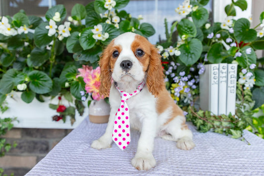 Cavalier King Charles Spaniel Male (Kai)