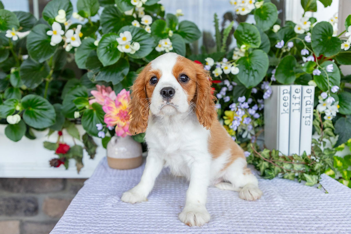 Cavalier King Charles Spaniel Male (Kai)