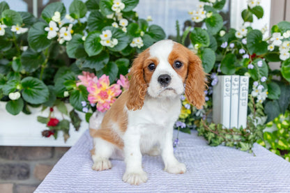 Cavalier King Charles Spaniel Male (Kai)