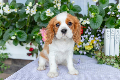 Cavalier King Charles Spaniel Male (Kai)