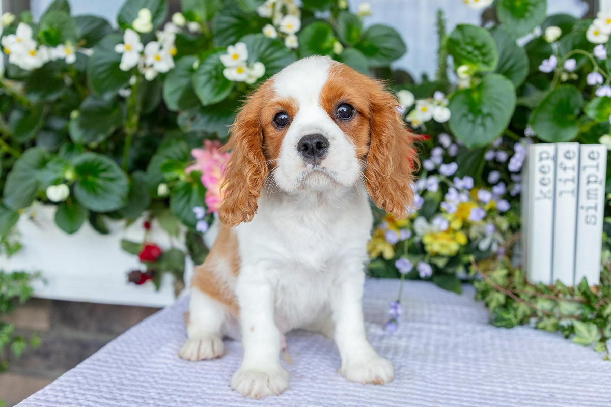 Cavalier King Charles Spaniel Male (Kai)