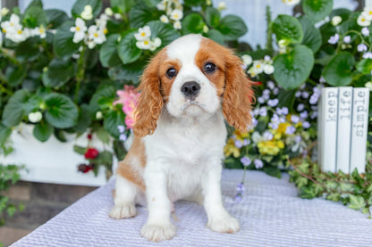 Cavalier King Charles Spaniel Male (Kai)