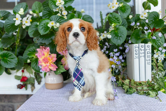 Cavalier King Charles Spaniel Male (Kaden)