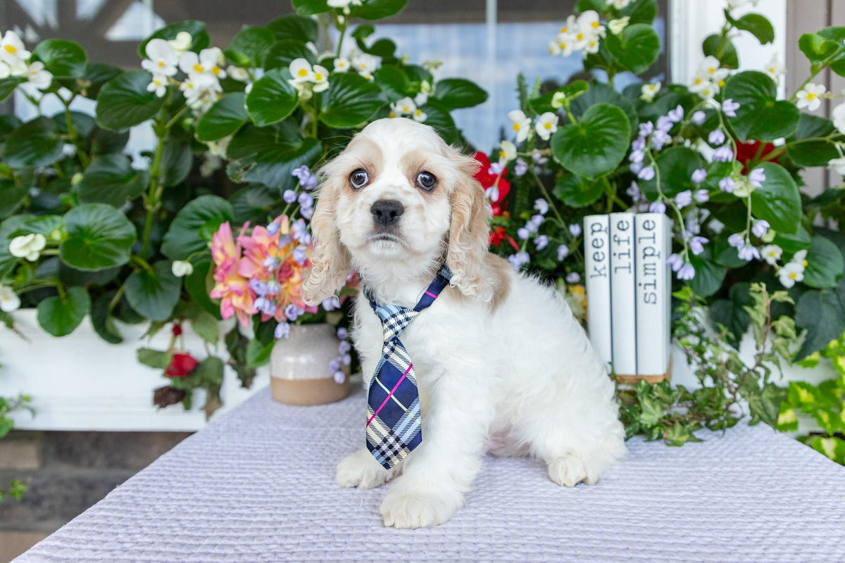 Cocker Spaniel Male (Theo)