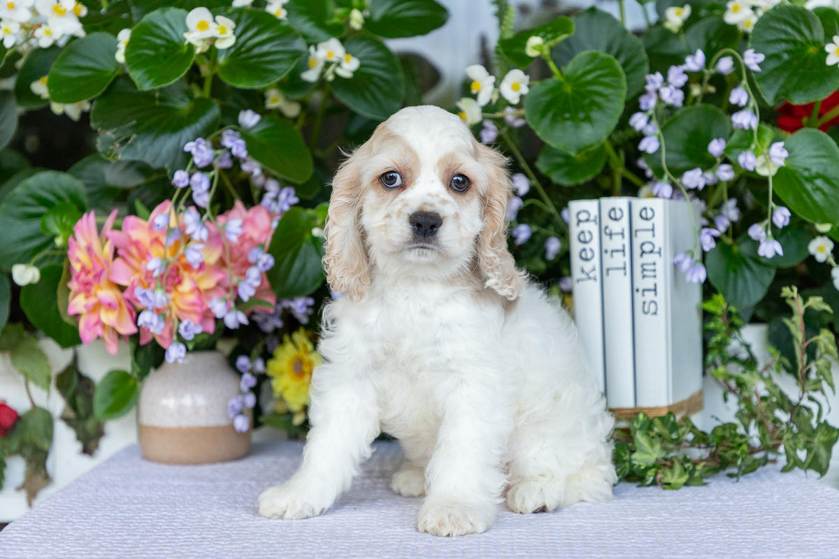 Cocker Spaniel Male (Theo)