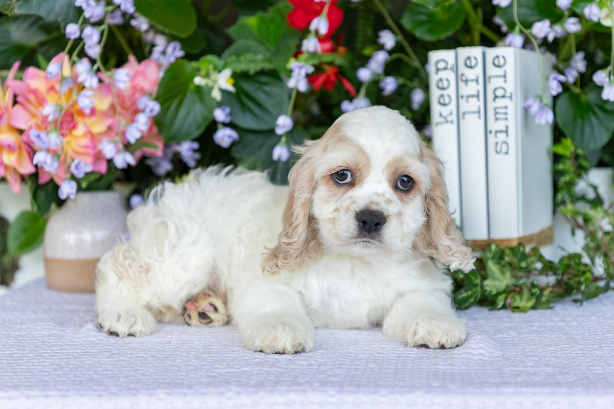 Cocker Spaniel Male (Theo)