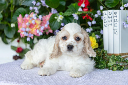 Cocker Spaniel Male (Theo)
