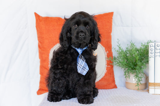 Cocker Spaniel Male (Charlie)