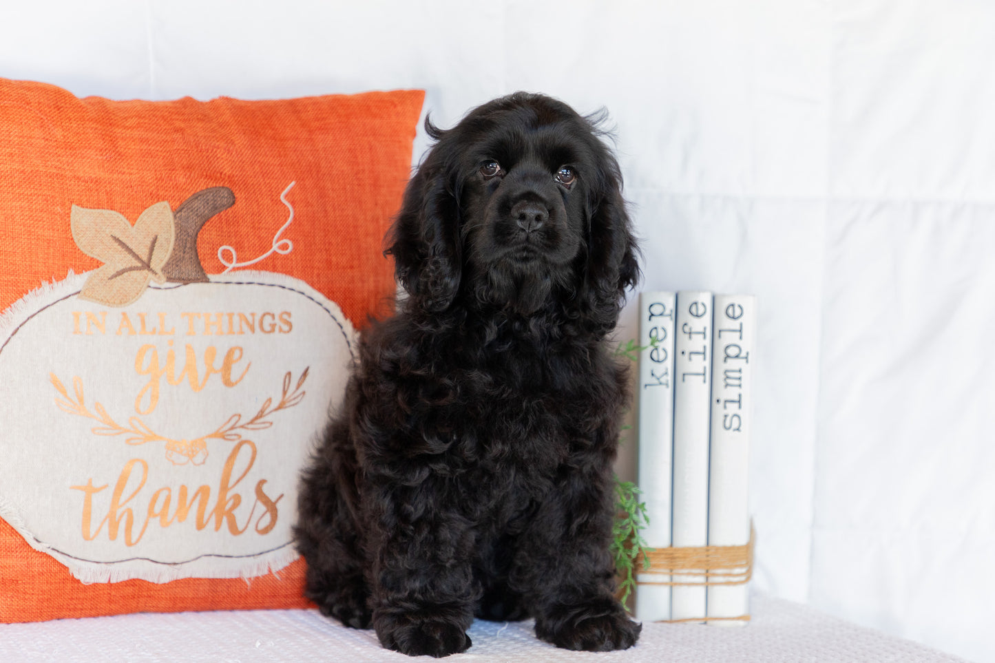 Cocker Spaniel Male (Charlie)