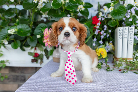 Cavalier King Charles Spaniel Male (Elliott)