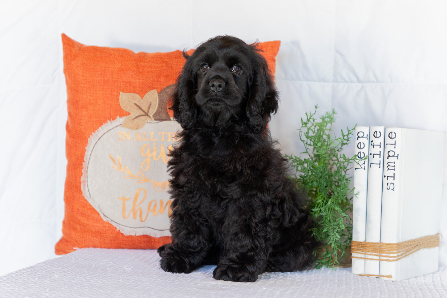 Cocker Spaniel Male (Charlie)