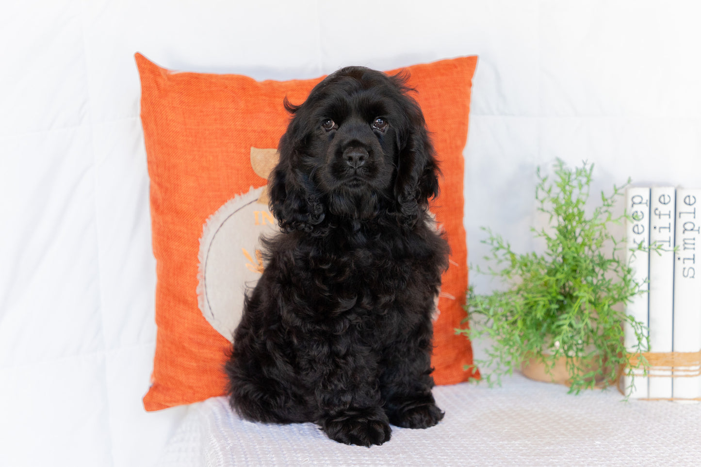 Cocker Spaniel Male (Charlie)