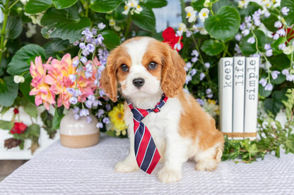 Cavalier King Charles Spaniel Male (Eli)