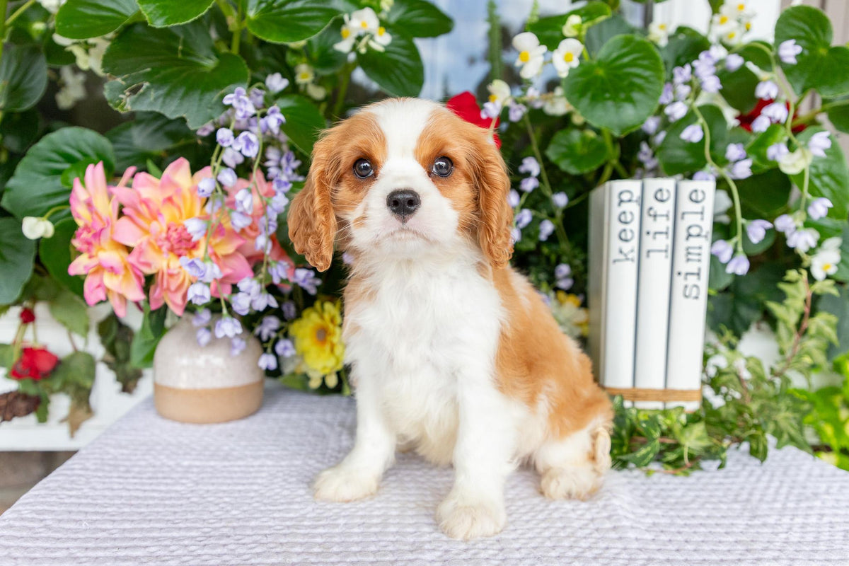 Cavalier King Charles Spaniel Male (Eli)