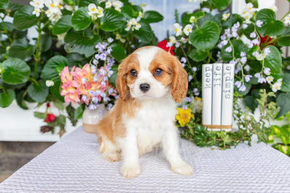 Cavalier King Charles Spaniel Male (Eli)