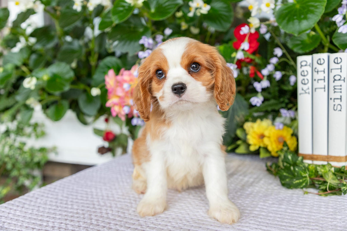 Cavalier King Charles Spaniel Male (Eli)