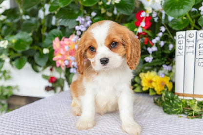 Cavalier King Charles Spaniel Male (Eli)