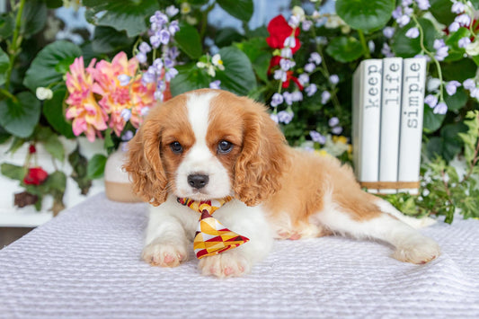 Cavalier King Charles Spaniel Male (Enzo)