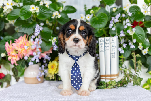 Cavalier King Charles Spaniel Male (Leo)