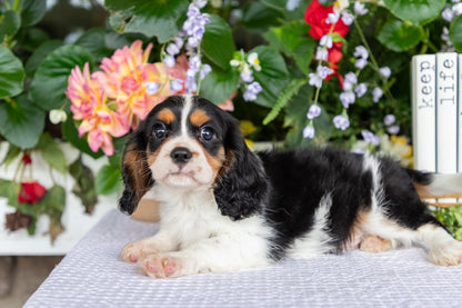 Cavalier King Charles Spaniel Male (Leo)