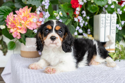 Cavalier King Charles Spaniel Male (Leo)