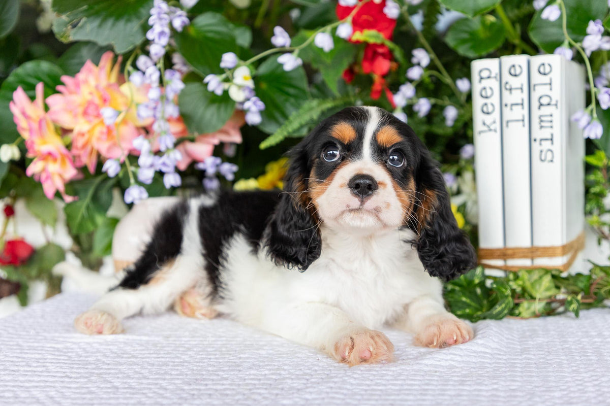 Cavalier King Charles Spaniel Male (Leo)