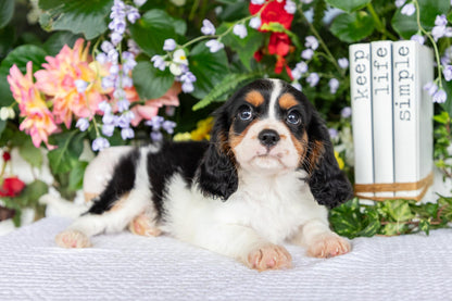 Cavalier King Charles Spaniel Male (Leo)