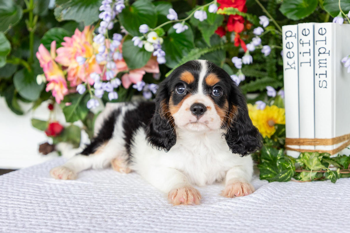 Cavalier King Charles Spaniel Male (Leo)