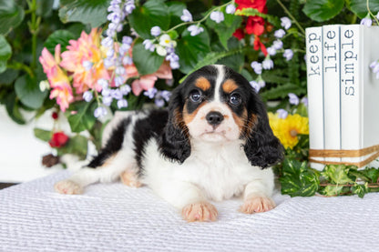 Cavalier King Charles Spaniel Male (Leo)
