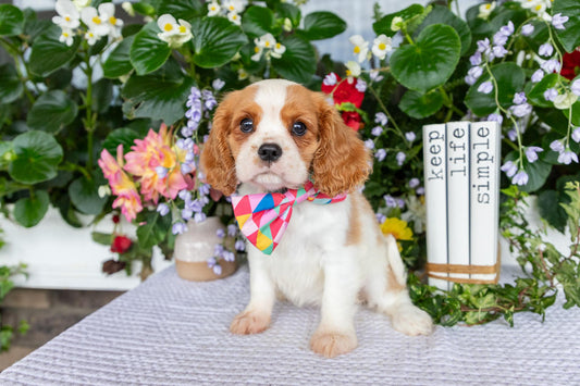 Cavalier King Charles Spaniel Female (Layla)