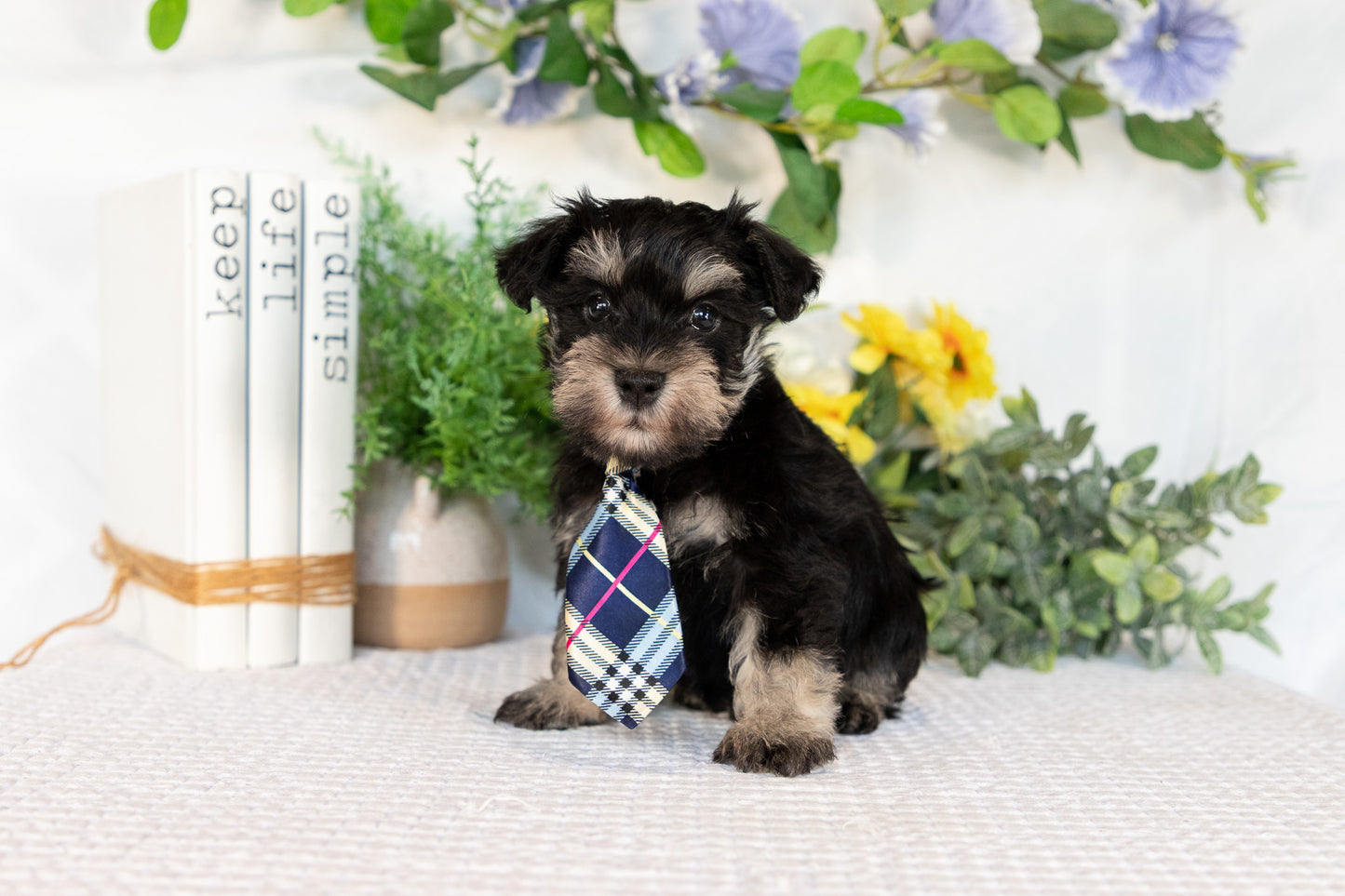 Miniature Schnauzer Male (Milo)
