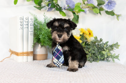 Miniature Schnauzer Male (Milo)