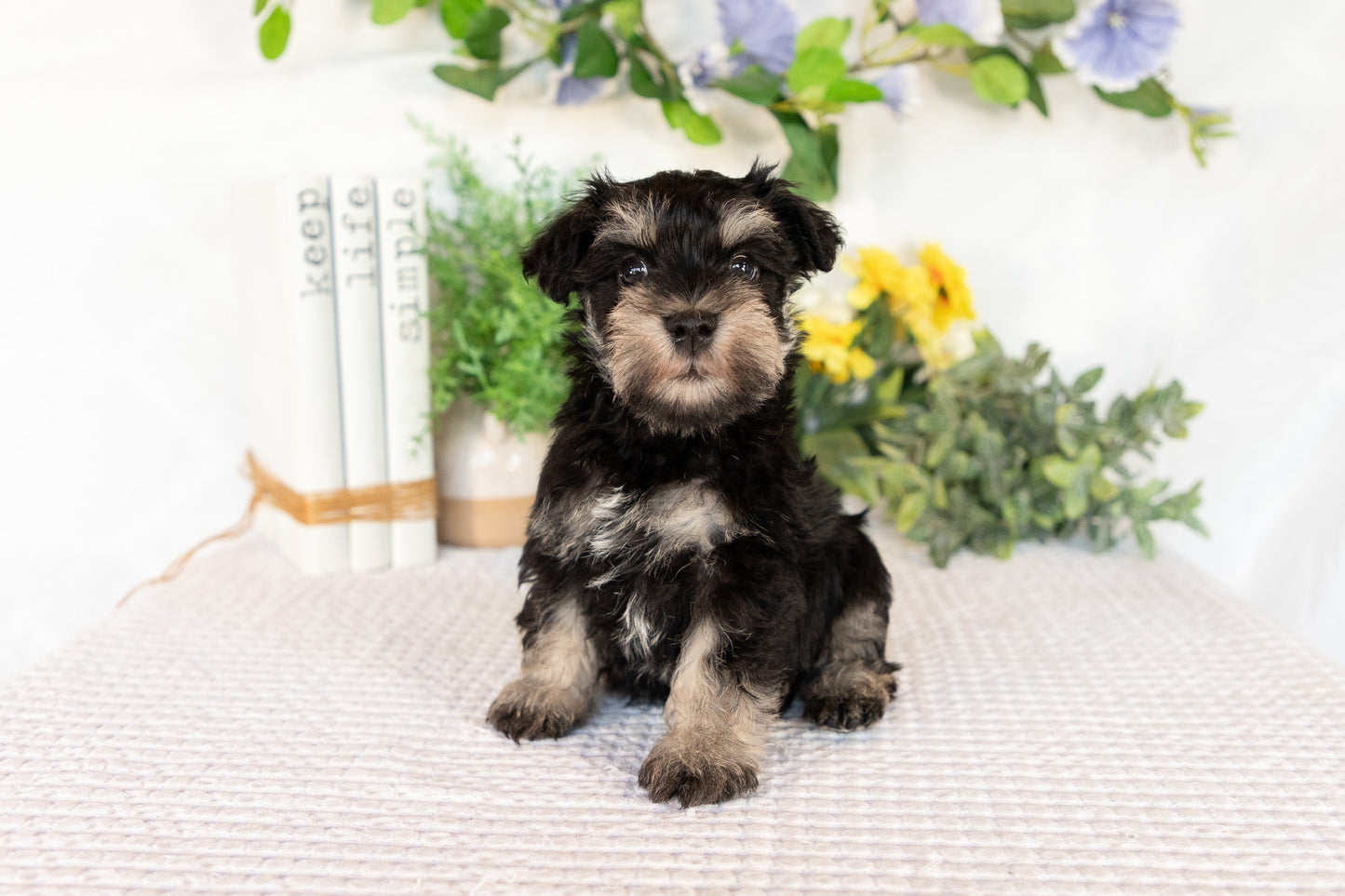 Miniature Schnauzer Male (Milo)