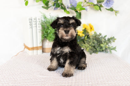 Miniature Schnauzer Male (Milo)