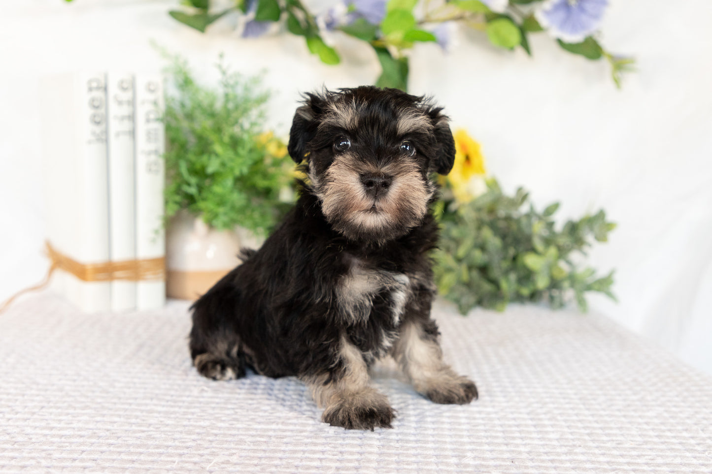 Miniature Schnauzer Male (Milo)