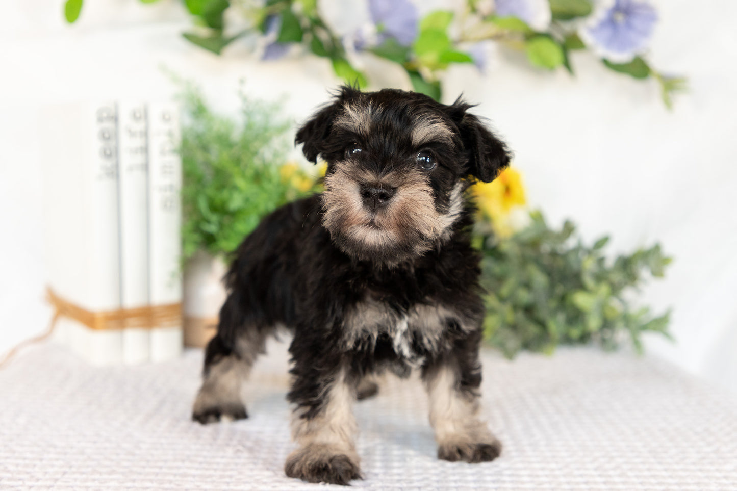 Miniature Schnauzer Male (Milo)