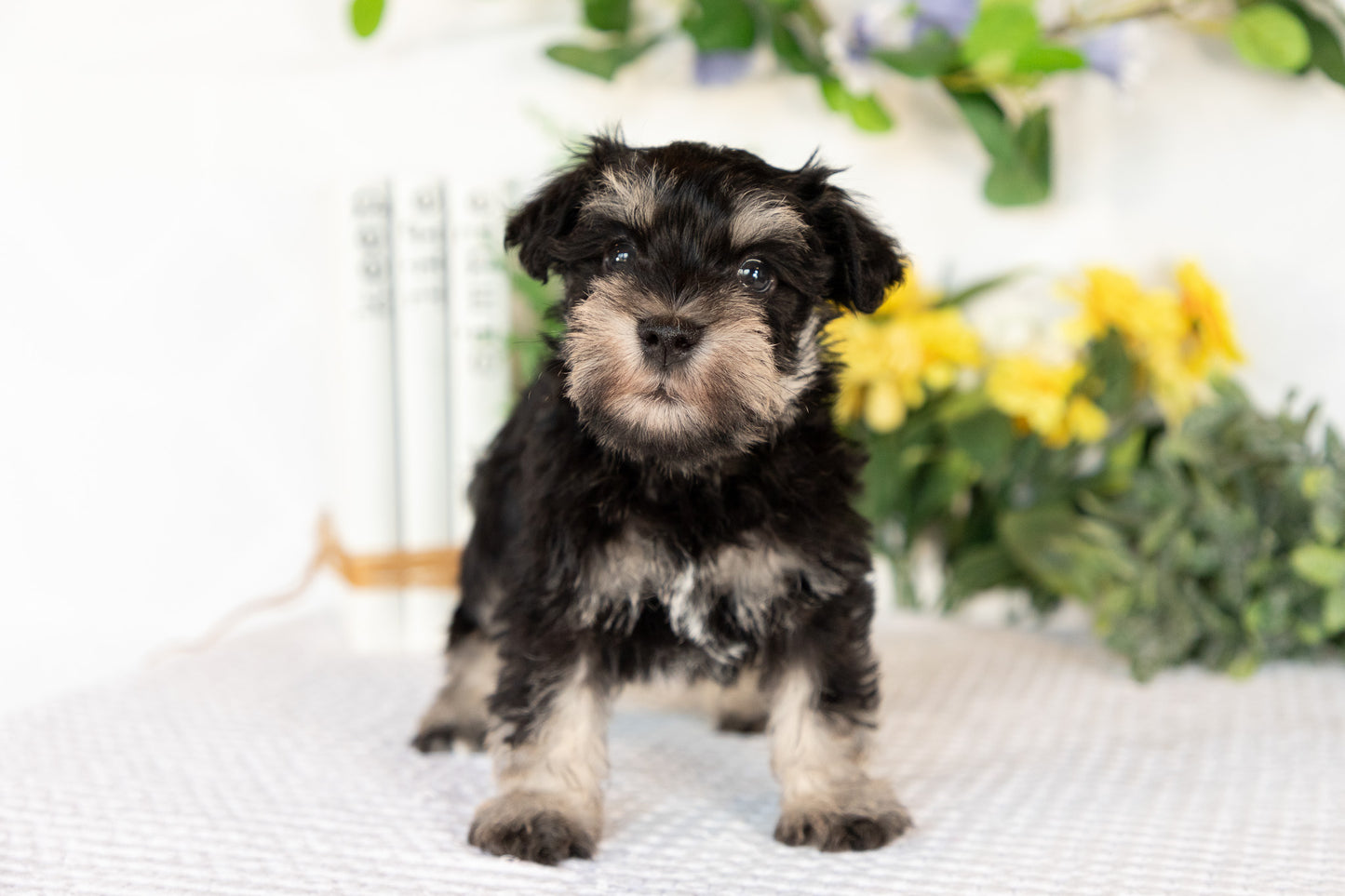 Miniature Schnauzer Male (Milo)