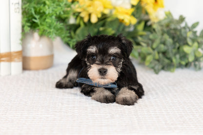 Miniature Schnauzer Female (Minnie)