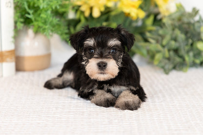 Miniature Schnauzer Female (Minnie)